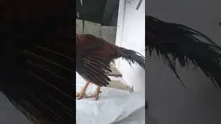Zam Zam Pets Parrotbeak Breeders Srilanka 🇱🇰❤🇵🇰