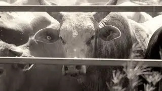 Gundiah Bull Ride - Finals 2017