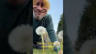 There is protein in dandelions! #mattpain #memes #comedy #food #shorts #shortvideo