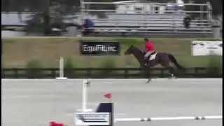 12YO, 16.2H Zangersheide gelding, jumping 1m40 class