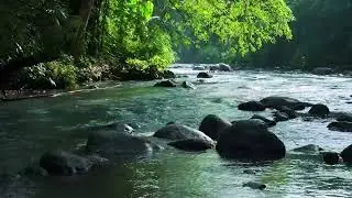 Relaxing Water Sounds in a Beautiful Forest | Birds Chirping & Stream Sounds