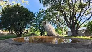 @ the bird bath (ep 8) where the waters clean and the birds are seen.