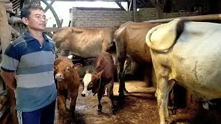 breeding modal 1 ekor, hasilkan puluhan ekor ternyata ada pedet super nya