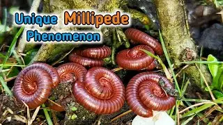 🌳🌲 Large Colony of Millipedes under a tree #millipede #milipedecolonies #millipedeofyoutube