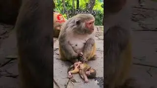Kesedihan Ibu Monyet
