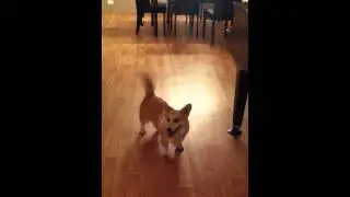 Allie the Corgi excited wagging her tail