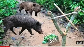 Amazing Quick Pig Trap Using Snare Trap - How to Make Wild Pig Trap By Smart Boy