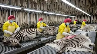 Inside the Exotic Zebra Skin Factory &ndash; (Full Process)  D&eacute;cor Pieces Are Made