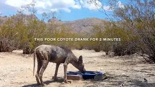 Coyotes and one with very bad mange
