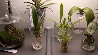 Apartment Grow Space lighting