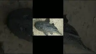 RARE FISH