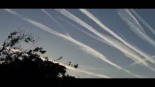 Sprayed Like Bugs