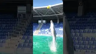 Wonderful training❣️Dolphin🐬#breathtakingvideo #shorts