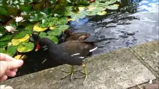 hyperfun  - feeding moorhens