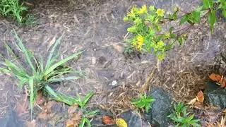 Vadnais Heights Rotary Raingarden