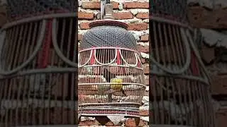 Local Turtle Doves Gacor Big Kung Sounds Lure Turtle Doves So They Sing Quickly #shorts