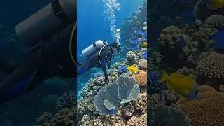 diving into colors you've never seen before #ocean #marinlife