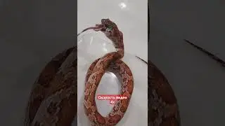 #кормлениезмеи #маисовыйполоз #змеяестмышь #snakevideo #cornsnake #reptiles #reptileshow