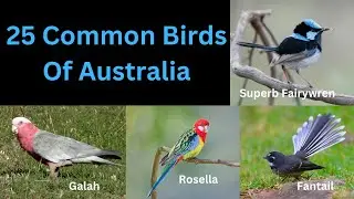 25 Common Birds of Australia