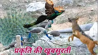 Wildlife Peacock and Jackal without Nilgai