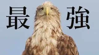 最強！猛禽オジロワシがかっこよすぎた…【野鳥撮影vlog】