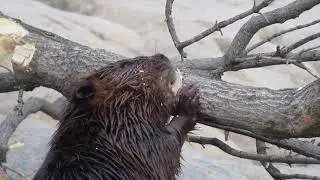 Video shows how a Beaver uses his teeth like a planer to chew through wood