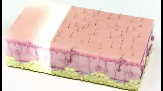 How to Shave Smoothly as a Transgender Woman without Nicks & Cuts &ndash; Even If You&rsquo;re New to Shaving