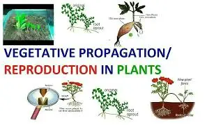 Vegetative Propagation | Natural And Artificial Vegetative Propagation