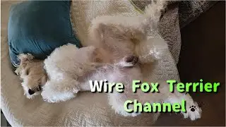 Wire fox terriers are talking dogs