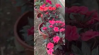 Repotting Impatiens & Chinese Balsam at home🏡#shorts #gardening #balsam #homegarden #hobby #youtube