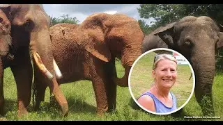 Talking About Elephants with Carol Buckley of Elephant Aid International