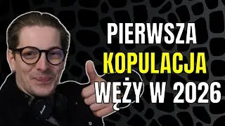 Pierwsza kopulacja węży za nami!