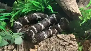 Présentation du lampropeltis