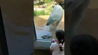 Bear hunting for audience 👀 #polarbear #polar #hunting #apex #bear #natureismetal #survival #shtf