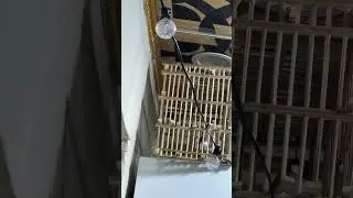 بلبل بصراوي للتخريج والصيد 