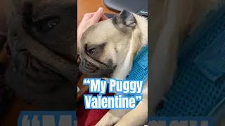 🐶🎶🩷 Pug Love Songs: &ldquo;My Puggy Valentine&rdquo;