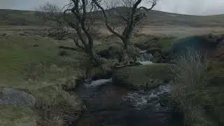 Doe Tor Brook Tree