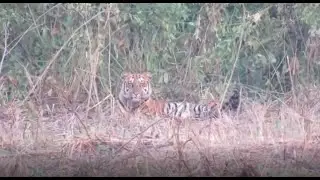Royal Bengal Tiger || Today Evening Sighting at Manas National Park