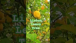 Lisbon Lemon Tree 🌳🍋