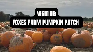 Foxes Farm Pumpkin Patch | Most 'Instagrammable&rsquo; Pumpkin Patch in Essex