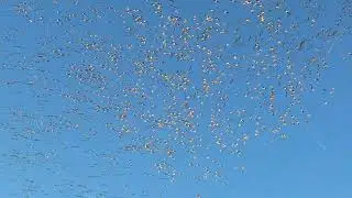 Snow Geese at the Pungo Unit in North Carolina