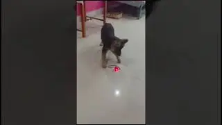 Funny moment with my cutie🎀☺️🤧 || #dumka #germanshepherd || #shortsviral #shortvideo #shorts