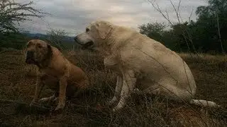 Dog Motivation - happy dogs make people happier - dog hotel - Cute dog - Dog friends
