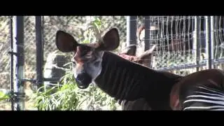 Denver Zoo welcomes okapi 