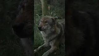 Angry Wolf Howling Sound
