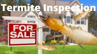 Termite Inspection | What Is It | Why You Need The Pest Report Prior To Selling A House