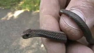 Northern Red-bellied Snake (Colubridae: Storeria occipitomaculata)