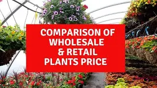 WHOLESALE NURSERY PLANTS IN BANGALORE 🤫| CHEAPEST PLANT NURSERY IN BANGALORE | PART 1| INDOOR PLANTS