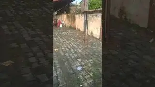 #monkeys#viral#shorts#indianlifestyle