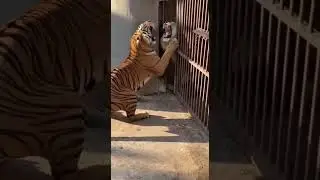 Tiger vs. Lion: Intense Fight... Wait For The End! 😱